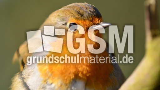 Rotkehlchen (18).jpg